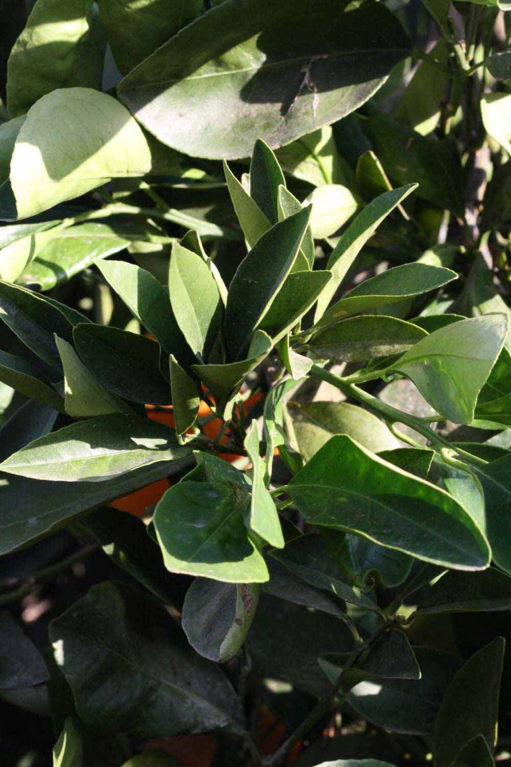            Sun leaves (Riverside, CA)   